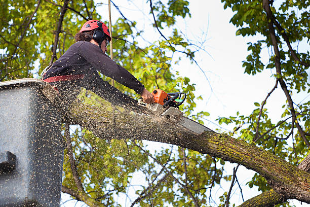 Brookings, OR Tree Care Company
