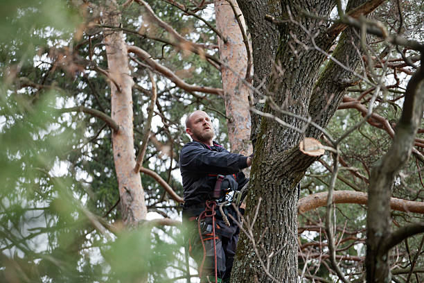How Our Tree Care Process Works  in  Brookings, OR